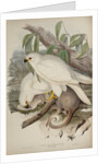 White goshawk by Henry Constantine Richter; Charles Joseph Hullmandel