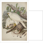 White goshawk by Henry Constantine Richter; Charles Joseph Hullmandel