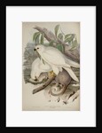White goshawk by Henry Constantine Richter; Charles Joseph Hullmandel