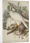 White goshawk by Henry Constantine Richter; Charles Joseph Hullmandel