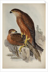Radiated goshawk by Henry Constantine Richter; Charles Joseph Hullmandel