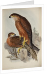 Radiated goshawk by Henry Constantine Richter; Charles Joseph Hullmandel