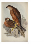 Radiated goshawk by Henry Constantine Richter; Charles Joseph Hullmandel