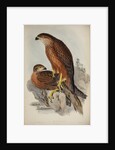 Radiated goshawk by Henry Constantine Richter; Charles Joseph Hullmandel