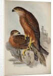 Radiated goshawk by Henry Constantine Richter; Charles Joseph Hullmandel