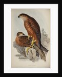 Radiated goshawk by Henry Constantine Richter; Charles Joseph Hullmandel