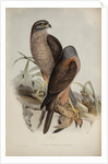 Australian goshawk by Henry Constantine Richter; Charles Joseph Hullmandel