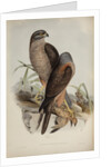 Australian goshawk by Henry Constantine Richter; Charles Joseph Hullmandel