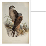 Australian goshawk by Henry Constantine Richter; Charles Joseph Hullmandel