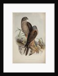 Australian goshawk by Henry Constantine Richter; Charles Joseph Hullmandel