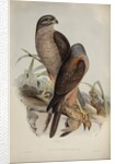 Australian goshawk by Henry Constantine Richter; Charles Joseph Hullmandel