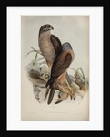 Australian goshawk by Henry Constantine Richter; Charles Joseph Hullmandel
