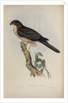 West-Australian goshawk by Henry Constantine Richter; Charles Joseph Hullmandel