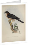 West-Australian goshawk by Henry Constantine Richter; Charles Joseph Hullmandel