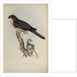 West-Australian goshawk by Henry Constantine Richter; Charles Joseph Hullmandel
