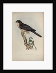 West-Australian goshawk by Henry Constantine Richter; Charles Joseph Hullmandel