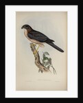 West-Australian goshawk by Henry Constantine Richter; Charles Joseph Hullmandel