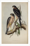 Collared sparrow hawk by Henry Constantine Richter; Charles Joseph Hullmandel