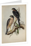 Collared sparrow hawk by Henry Constantine Richter; Charles Joseph Hullmandel