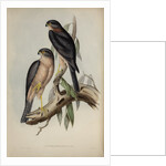 Collared sparrow hawk by Henry Constantine Richter; Charles Joseph Hullmandel
