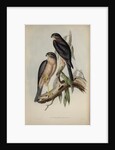 Collared sparrow hawk by Henry Constantine Richter; Charles Joseph Hullmandel
