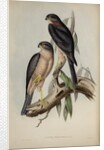 Collared sparrow hawk by Henry Constantine Richter; Charles Joseph Hullmandel
