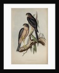 Collared sparrow hawk by Henry Constantine Richter; Charles Joseph Hullmandel