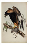 Black-breasted buzzard by Henry Constantine Richter; Charles Joseph Hullmandel