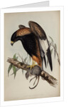 Black-breasted buzzard by Henry Constantine Richter; Charles Joseph Hullmandel