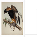 Black-breasted buzzard by Henry Constantine Richter; Charles Joseph Hullmandel