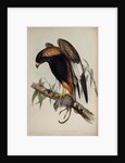 Black-breasted buzzard by Henry Constantine Richter; Charles Joseph Hullmandel