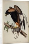 Black-breasted buzzard by Henry Constantine Richter; Charles Joseph Hullmandel