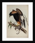 Black-breasted buzzard by Henry Constantine Richter; Charles Joseph Hullmandel