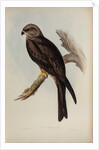 Allied kite by Henry Constantine Richter; Charles Joseph Hullmandel