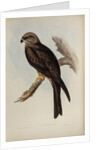 Allied kite by Henry Constantine Richter; Charles Joseph Hullmandel