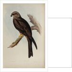 Allied kite by Henry Constantine Richter; Charles Joseph Hullmandel