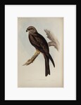 Allied kite by Henry Constantine Richter; Charles Joseph Hullmandel