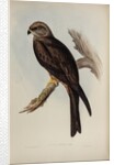 Allied kite by Henry Constantine Richter; Charles Joseph Hullmandel
