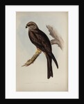 Allied kite by Henry Constantine Richter; Charles Joseph Hullmandel