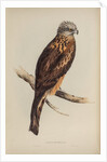 Square-tailed kite by Elizabeth Gould; Charles Joseph Hullmandel