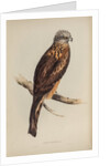 Square-tailed kite by Elizabeth Gould; Charles Joseph Hullmandel