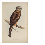 Square-tailed kite by Elizabeth Gould; Charles Joseph Hullmandel