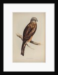 Square-tailed kite by Elizabeth Gould; Charles Joseph Hullmandel