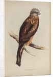 Square-tailed kite by Elizabeth Gould; Charles Joseph Hullmandel
