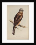 Square-tailed kite by Elizabeth Gould; Charles Joseph Hullmandel