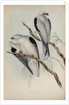 Black-shouldered kite by Henry Constantine Richter; Charles Joseph Hullmandel