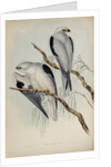 Black-shouldered kite by Henry Constantine Richter; Charles Joseph Hullmandel