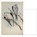 Black-shouldered kite by Henry Constantine Richter; Charles Joseph Hullmandel
