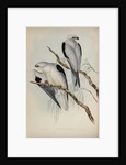 Black-shouldered kite by Henry Constantine Richter; Charles Joseph Hullmandel