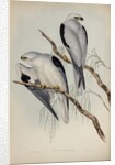 Black-shouldered kite by Henry Constantine Richter; Charles Joseph Hullmandel